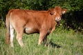 Limousin cattle