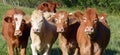 Limousin cattle