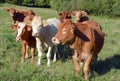 Limousin cattle