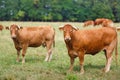 Limousin cattle on the field Royalty Free Stock Photo