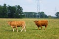 Limousin cattle on the field Royalty Free Stock Photo