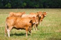 Limousin cattle on the field Royalty Free Stock Photo