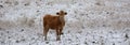 Limousin cattle  in winter Quebec Canada Royalty Free Stock Photo