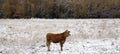 Limousin cattle  in winter Quebec Canada Royalty Free Stock Photo