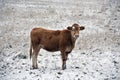 Limousin cattle  in winter Quebec Canada Royalty Free Stock Photo