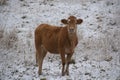Limousin cattle  in winter Quebec Canada Royalty Free Stock Photo