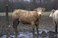 CHAROLAIS BOVIN