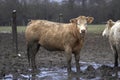 LIMOUSIN AND CHAROLAIS CATTLE, PAIR IN MUD, WINTER IN NORMANDY Royalty Free Stock Photo