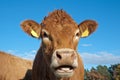 Limousin cow Royalty Free Stock Photo