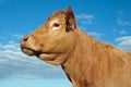 Limousin cow Royalty Free Stock Photo