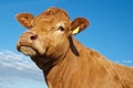 Limousin cow Royalty Free Stock Photo
