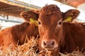 Limousin cow on cattle dairy farm Royalty Free Stock Photo