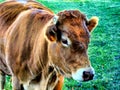 Limousin cow Royalty Free Stock Photo