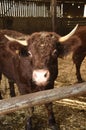 Limousin cow on a farm in France Royalty Free Stock Photo