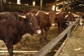 Limousin cow on a farm in France Royalty Free Stock Photo