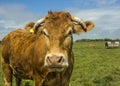 Limousin Cow Royalty Free Stock Photo