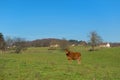 Limousin cow in landscape Royalty Free Stock Photo