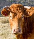 Limousin cow portrait Royalty Free Stock Photo