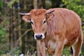 Limousin cow standing in a meadow with trees in background Royalty Free Stock Photo
