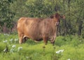 Limousin cow standing in vegetation in Okahoma. Royalty Free Stock Photo