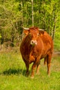 Limousin cows Royalty Free Stock Photo
