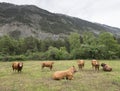 Limousin cows and bull in countryside meadow of haute provence in france Royalty Free Stock Photo