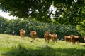 Limousin cows in fields
