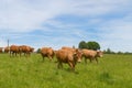 Limousin cows in France Royalty Free Stock Photo