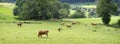 limousin cows graze in green grass of summer meadow in countryside near limoges in france Royalty Free Stock Photo