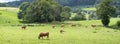 limousin cows graze in green grass of summer meadow in countryside near limoges in france Royalty Free Stock Photo