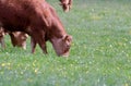 Limousin cows grazing in a meadow with dandelions Royalty Free Stock Photo