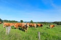Limousin cows in landscape Royalty Free Stock Photo