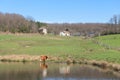 Limousin cows in landscape Royalty Free Stock Photo