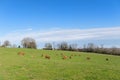 Limousin cows in landscape Royalty Free Stock Photo