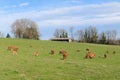 Limousin cows in landscape Royalty Free Stock Photo