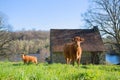 Limousin cows in landscape Royalty Free Stock Photo