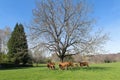 Limousin cows in landscape Royalty Free Stock Photo