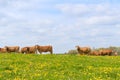 Limousin cows in landscape Royalty Free Stock Photo