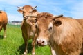 Limousin cows in landscape Royalty Free Stock Photo