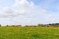 Limousin cows in landscape Royalty Free Stock Photo