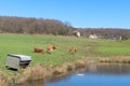 Limousin cows in landscape Royalty Free Stock Photo