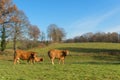 Limousin cows in landscape Royalty Free Stock Photo