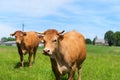 Limousin cows in France Royalty Free Stock Photo