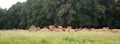 limousin cows lie close together in high grass of summer meadow of countryside near limoges in france