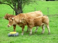 Limousin Cows in the region of the Morvan, FRANCE Royalty Free Stock Photo