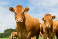 Limousin cows Royalty Free Stock Photo