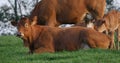 Limousin Domestic Cattle, Cows and Calves, Loire Countryside in France Royalty Free Stock Photo
