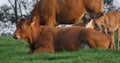 Limousin Domestic Cattle, Cows and Calves, Loire Countryside in France Royalty Free Stock Photo