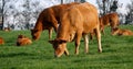 Limousin Domestic Cattle, Cows and Calves, Loire Countryside in France Royalty Free Stock Photo