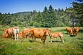 Limousine brown cows grazing in a meadow